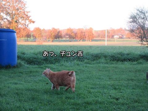 冬の庭 4