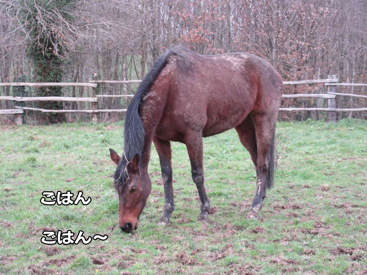 新年の違法花火で頭が吹っ飛んだ青年 ソワレが要らないフランス暮らし 新年の違法花火で頭が吹っ飛んだ青年 ソワレが要らないフランス暮らし
