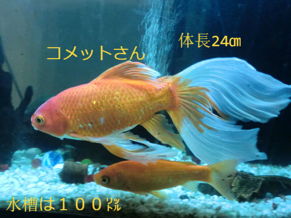 金魚の誘惑 ソワレが要らないフランス暮らし 金魚の誘惑 ソワレが要らないフランス暮らし
