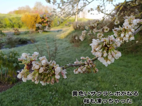 霜が降りた朝　4