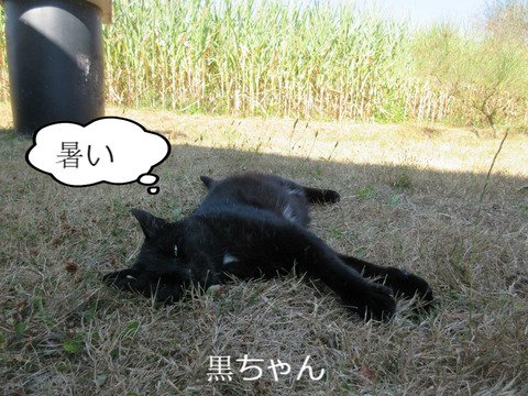 BlogPaint