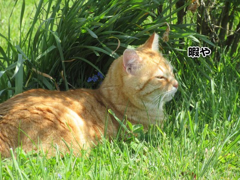 のんびり 6