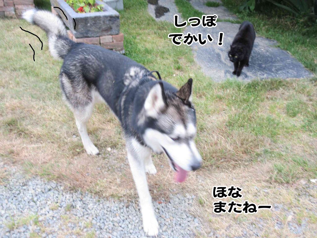 シベリアンハスキーvs黒ちゃん ソワレが要らないフランス暮らし