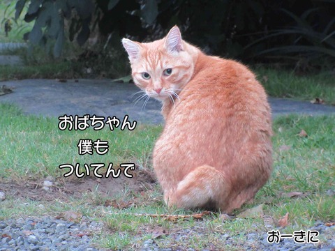 息子の家 6
