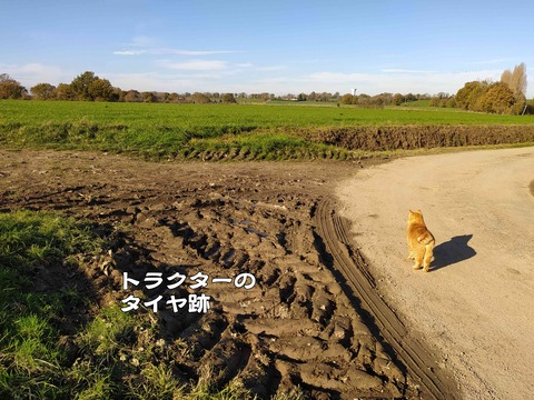 モデル 5