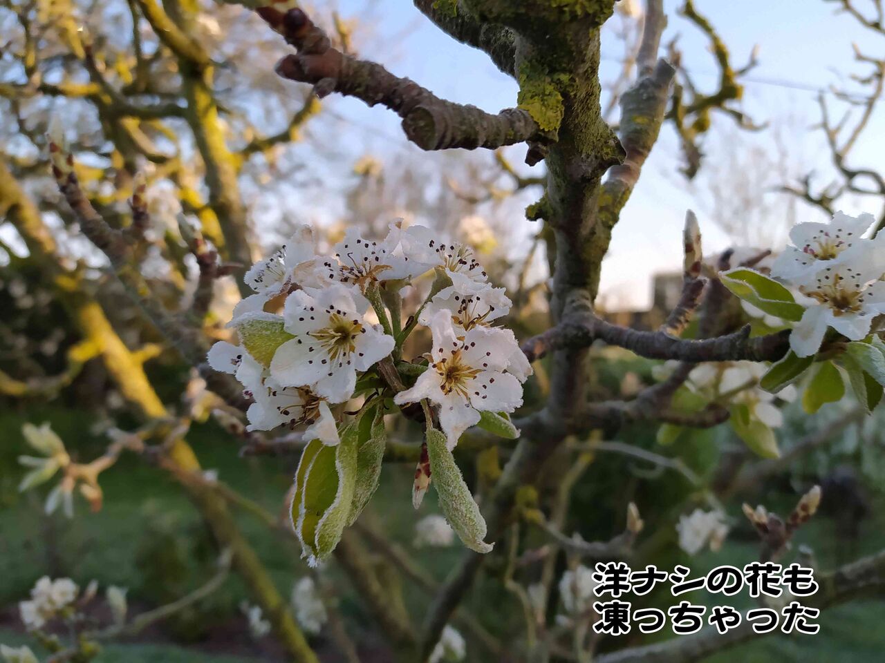 果樹の花が凍る朝 ソワレが要らないフランス暮らし