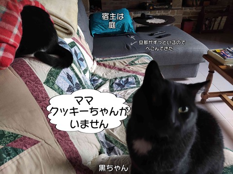クッキーちゃん 2