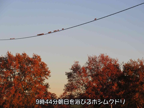 朝の月 2