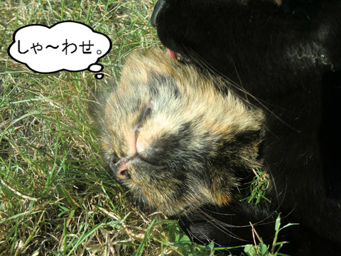 BlogPaint