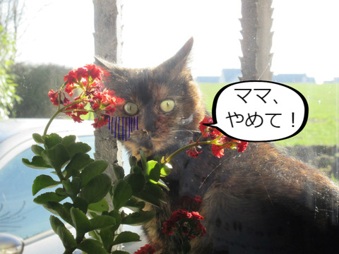 BlogPaint