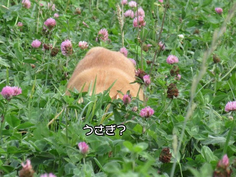 うさぎ 1