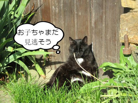 BlogPaint