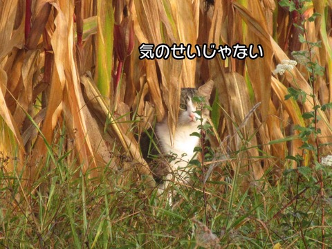 そこ 9