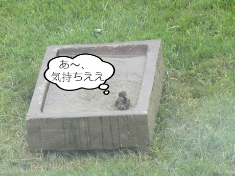 BlogPaint