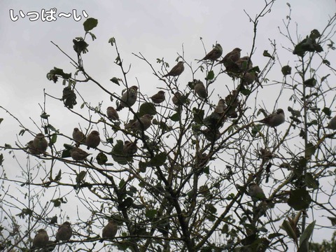 すずめ 7