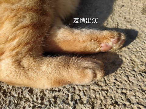 クッキーちゃん 5