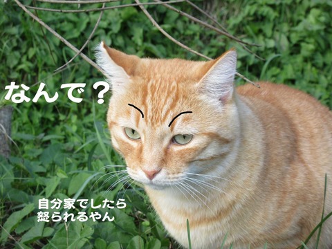 きた 555