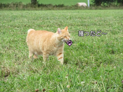 捕獲 3