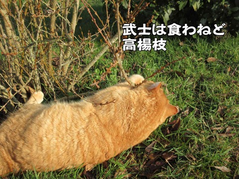 行き倒れ 6
