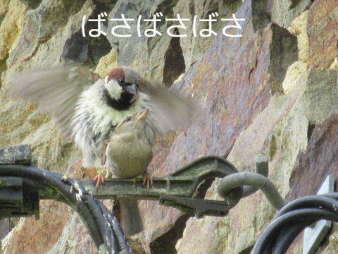 BlogPaint