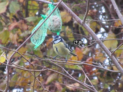 秋 5