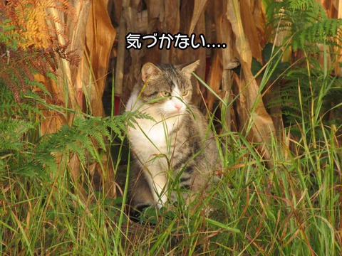 そこ 4