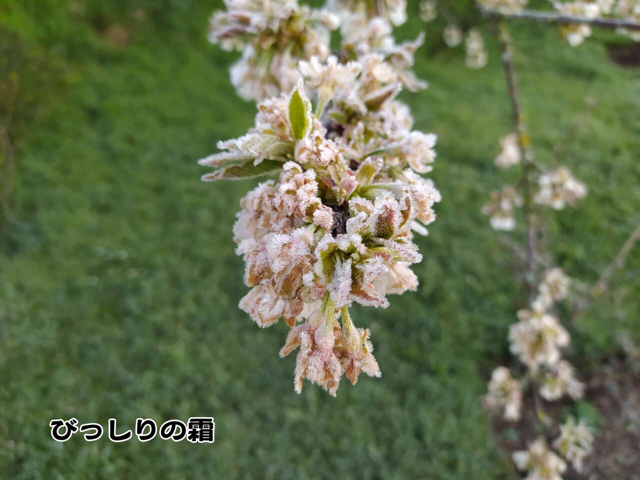 果樹の花が凍る朝 ソワレが要らないフランス暮らし