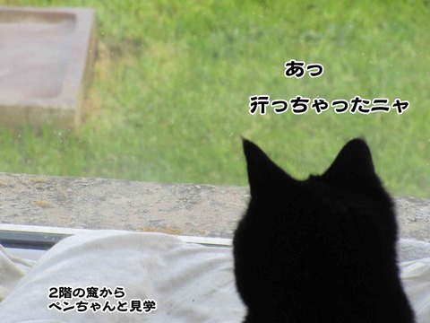 カササギ 5