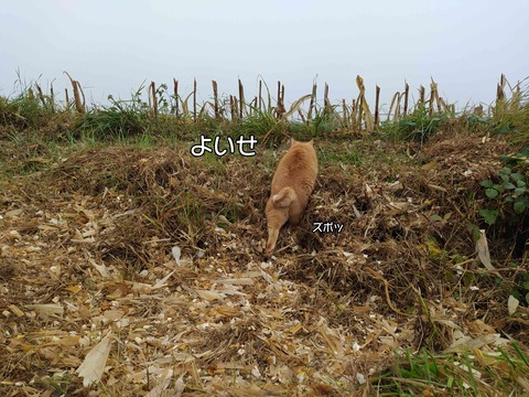 保護色 3