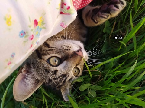 アメショー 5