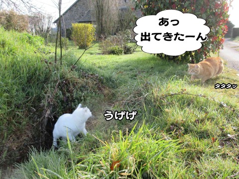 出ておいで 10