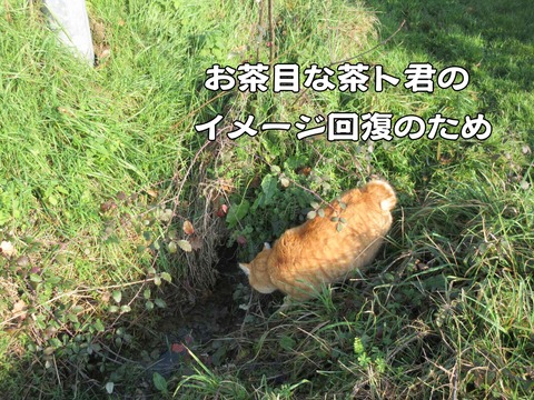 行き倒れ 9