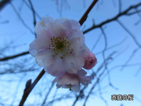 さくら 1