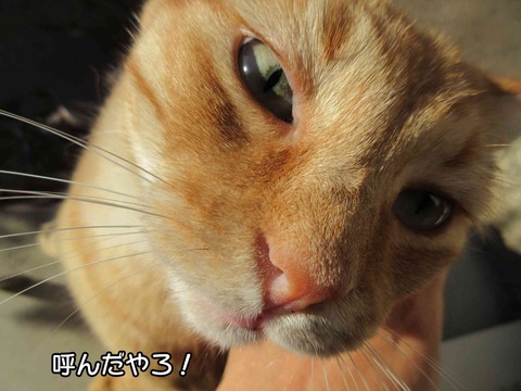 茶トラ 9