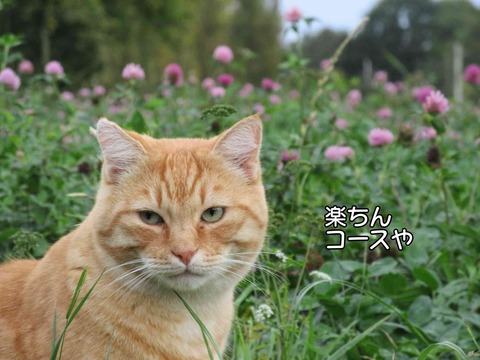 アリゴ 1