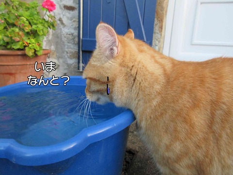 水飲み 4