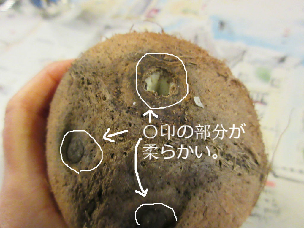 ヤシの実どうやって食べるん ソワレが要らないフランス暮らし ヤシの実どうやって食べるん ソワレが要らないフランス暮らし