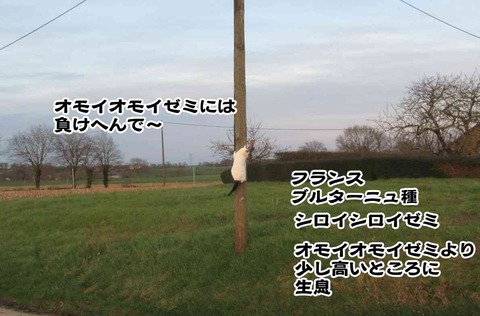 ひな祭り 訂正
