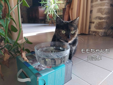 さくら 10