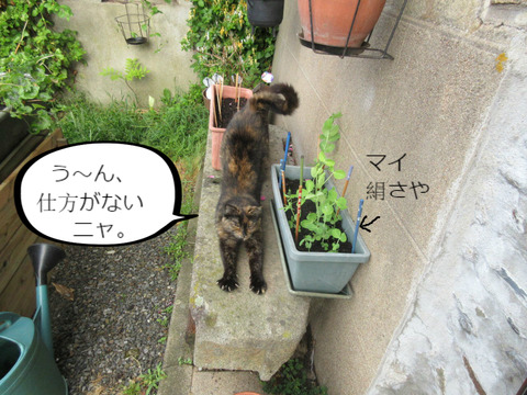 BlogPaint