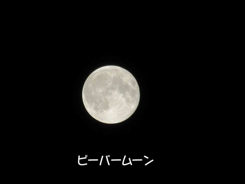 ビーバー 1