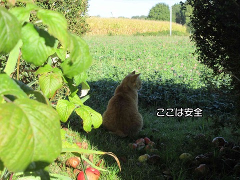 コンポスト 6