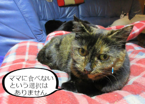 BlogPaint