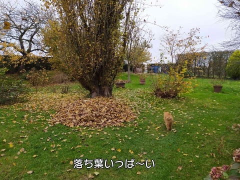 秋 1