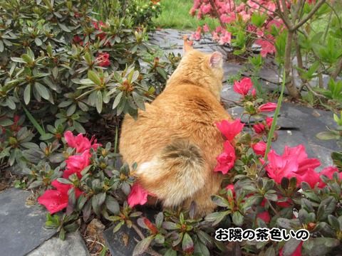 花と茶トラ 2