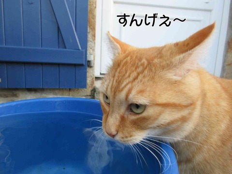 水飲み 5