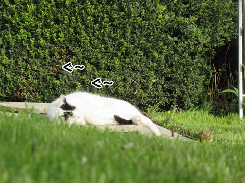 ねこねこねこ 13