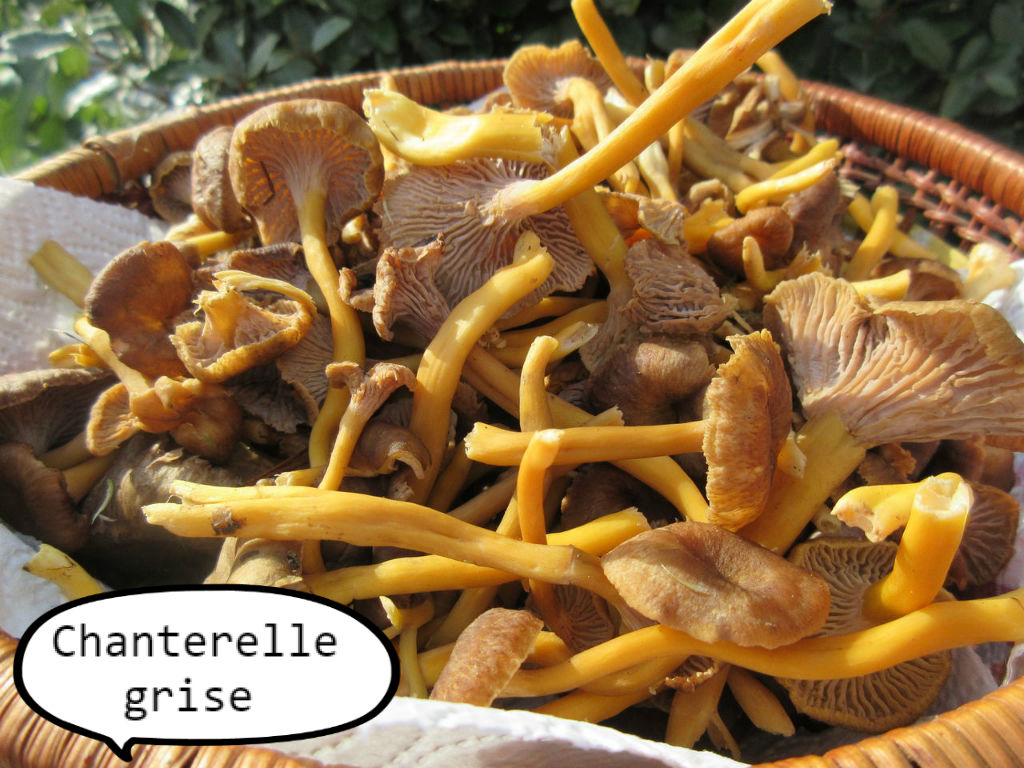 秋です キノコです ソワレが要らないフランス暮らし