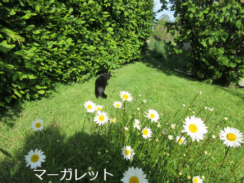 BlogPaint