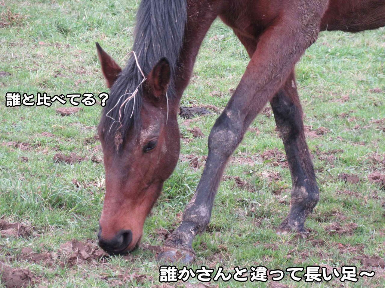 新年の違法花火で頭が吹っ飛んだ青年 ソワレが要らないフランス暮らし 新年の違法花火で頭が吹っ飛んだ青年 ソワレが要らないフランス暮らし
